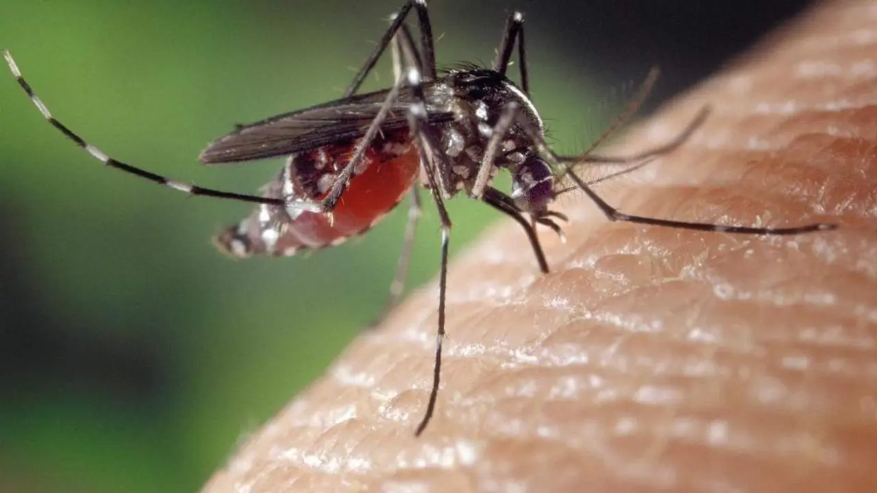 Imagen de archivo de un mosquito.  - JUNTA DE ANDALUC&Iacute;A