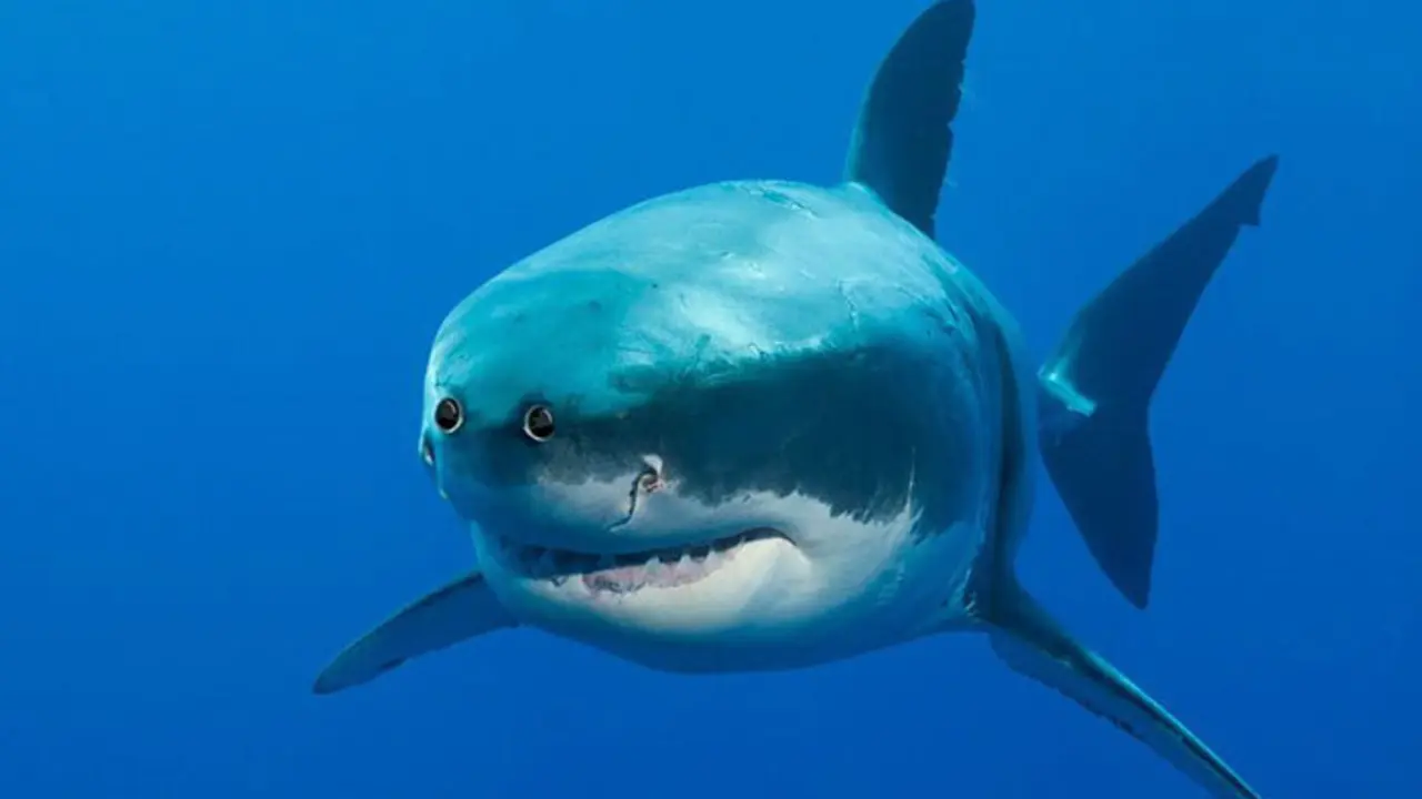 Tibur&oacute;n. - 