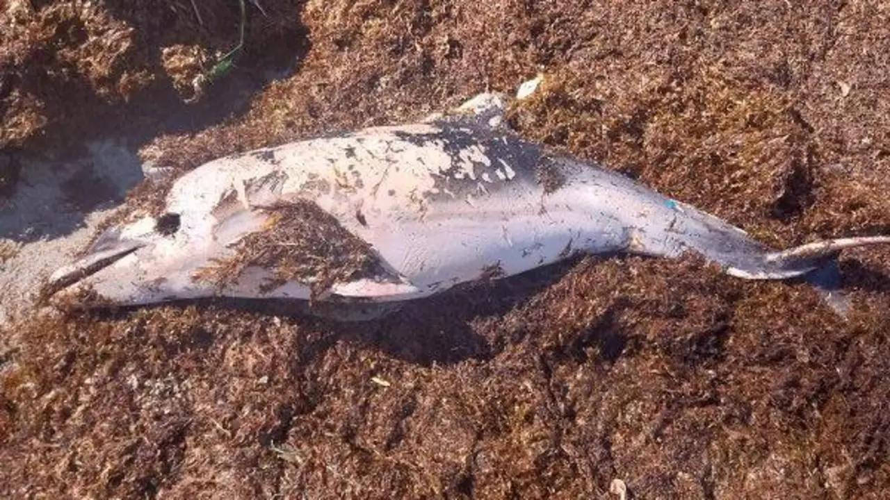 Delf&iacute;n muerto hallado en la playa de Los Manolos de La L&iacute;nea. - AI