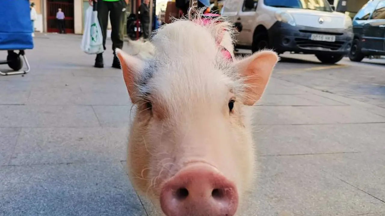 Ja&eacute;n tiene nueva mascota y se llama Kimsee