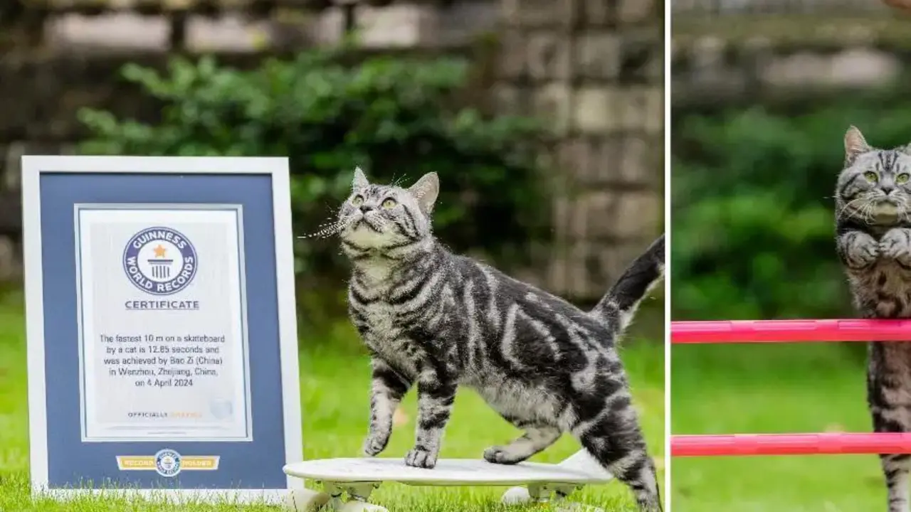 El gato Bao Zi. - Guinness World Records 