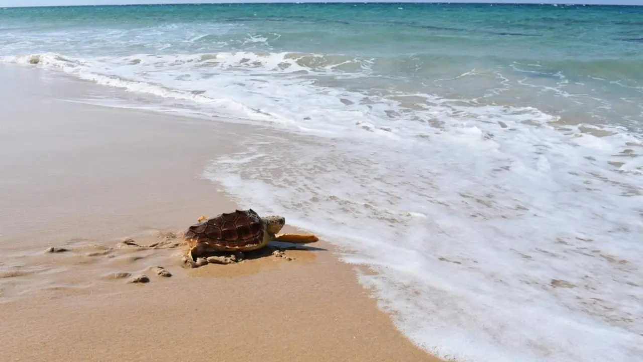 Tortuga boba. - Europa Press