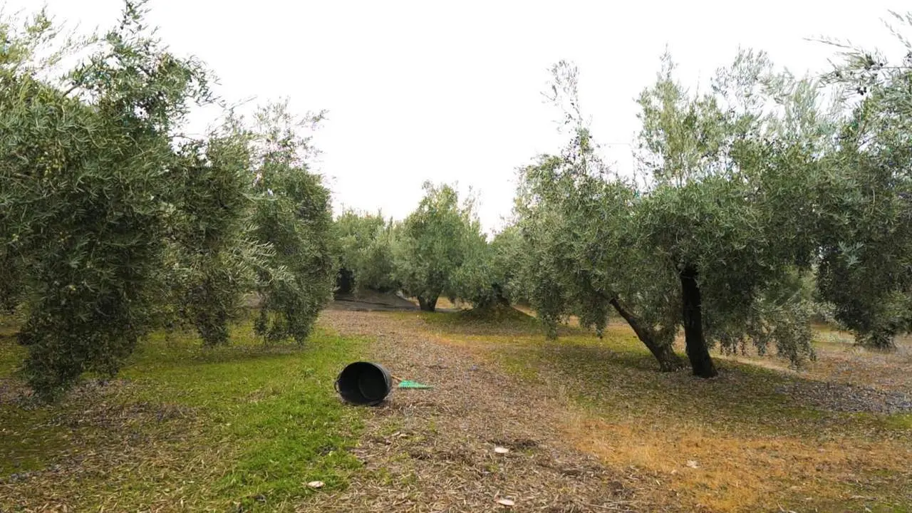 Olivar jiennense.  - Archivo