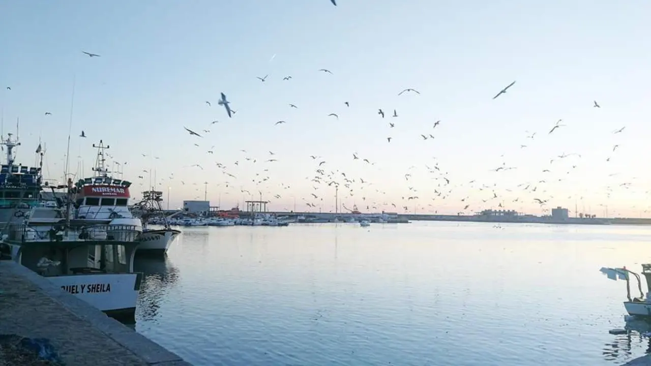 Puerto de Barbate.  - Barriento