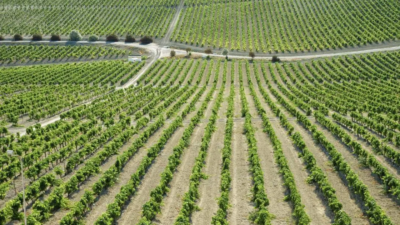 Una vi&ntilde;a del Marco de Jerez. - CONSEJO REGULADOR DEL MARCO DE JEREZ