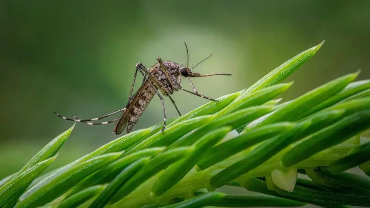 Mosquito transmisor del Virus del Nilo Occidental. - EP.