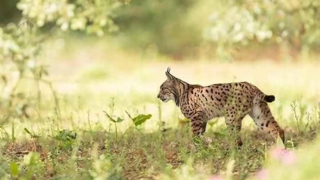 Un lince ib&eacute;rico en Do&ntilde;ana. - VH