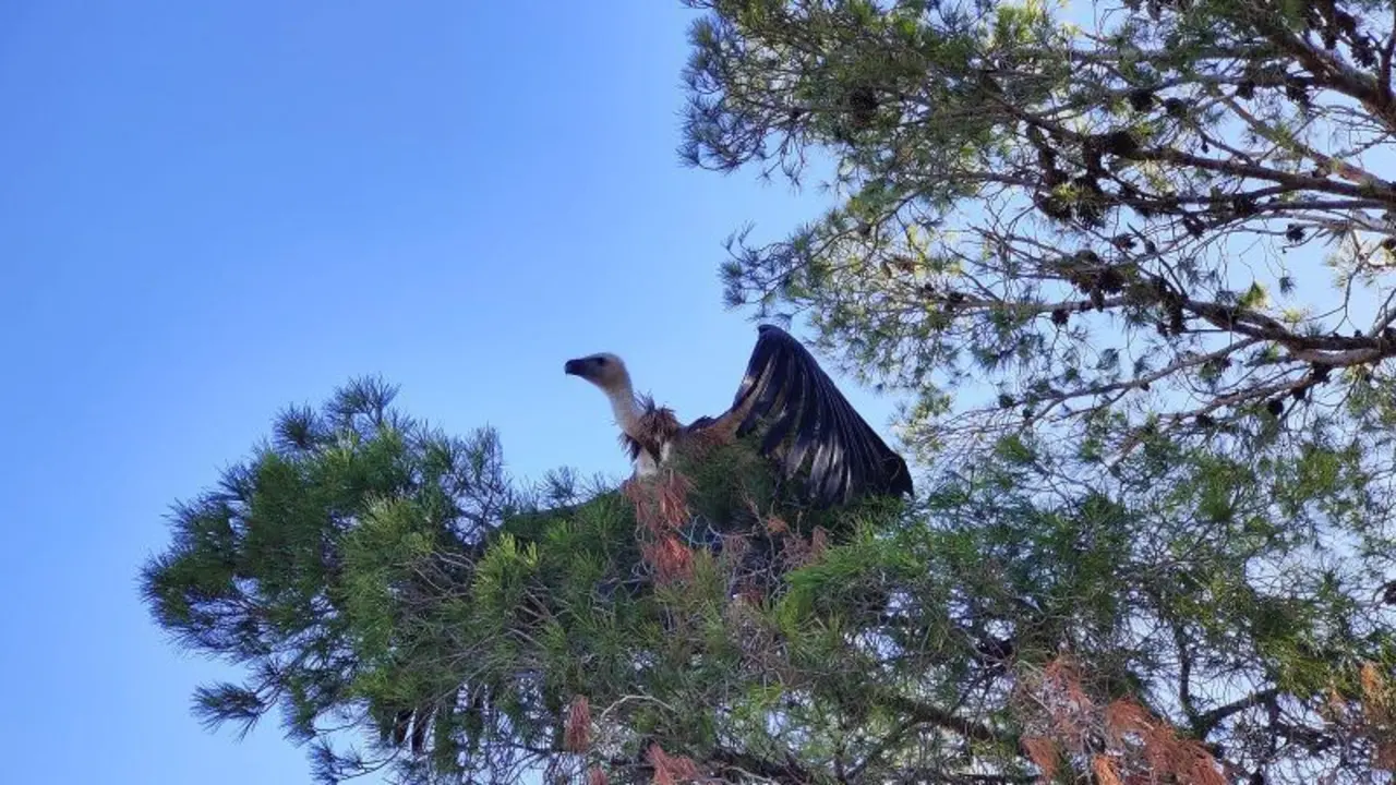 La nueva vida para tres ejemplares de buitre leonado liberados en M&aacute;laga