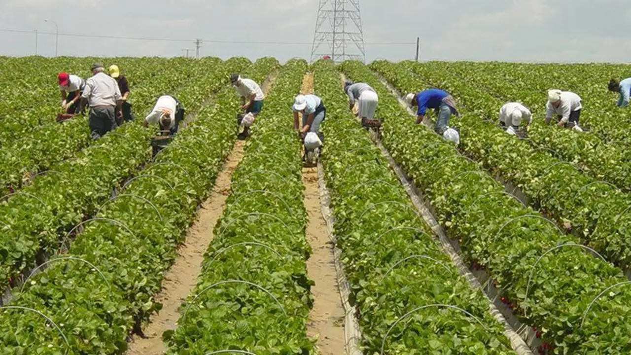 Agricultura.