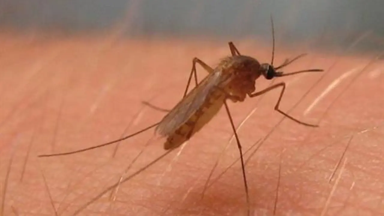 Mosquito del virus del Nilo. - E.P.
