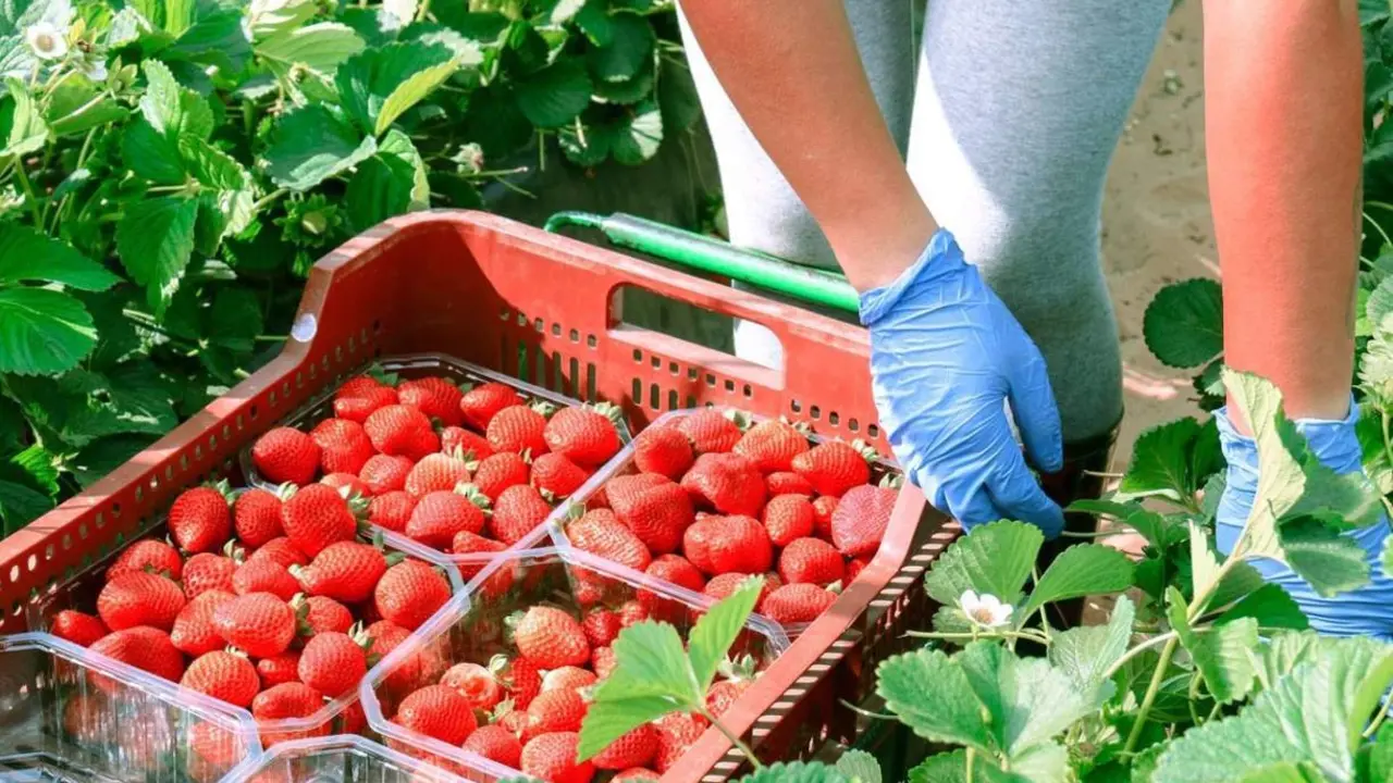 Archivo - Trabajadora recogiendo fresas en Huelva. - 