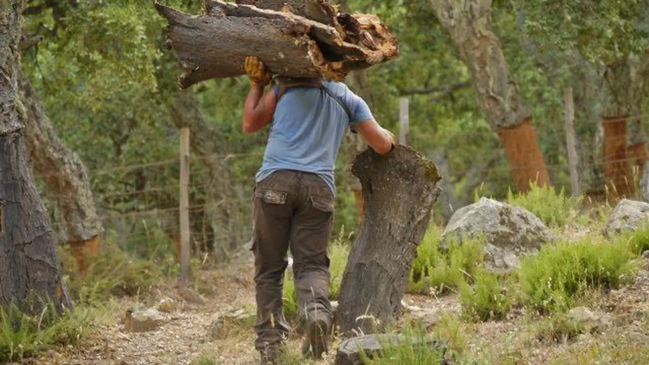 Superficies forestales. - SEMANAL
