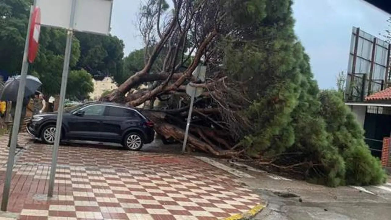 &Aacute;rbol ca&iacute;do sobre veh&iacute;culos en Los Barrios. - AI