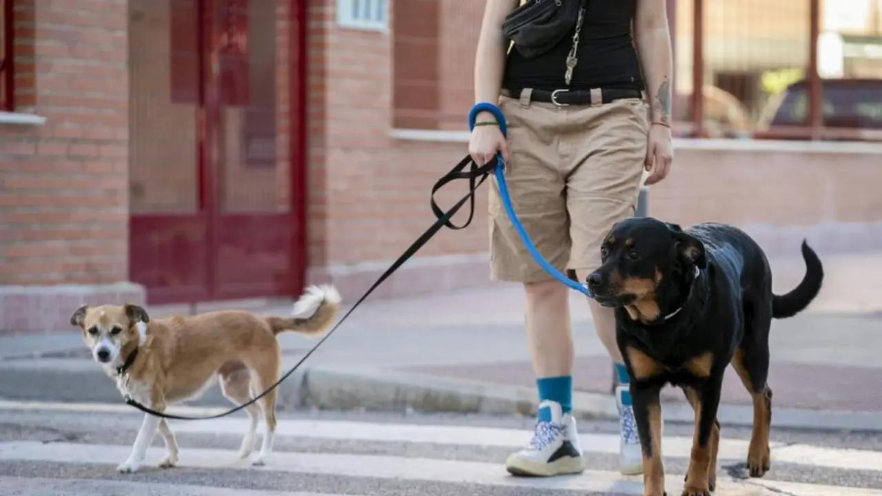 Una persona pasea con dos perros por la calle. - VIVA
