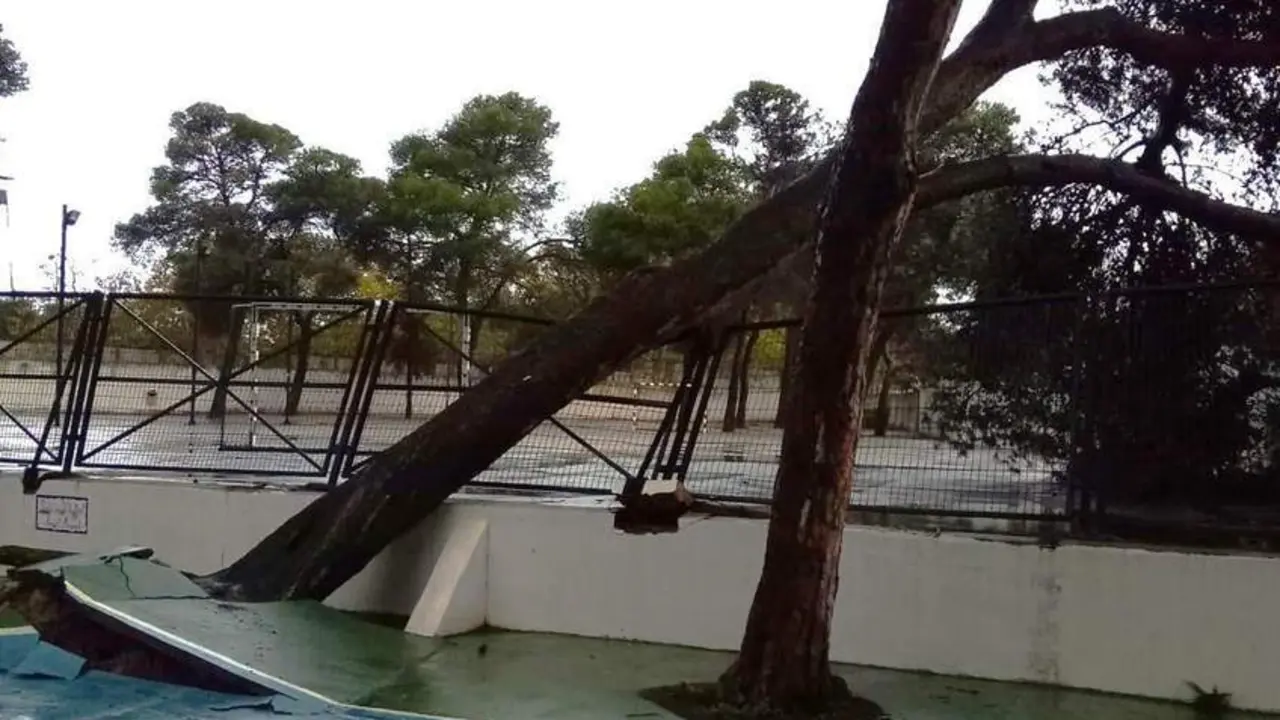 Uno de los &aacute;rboles ca&iacute;dos en el colegio Crist&oacute;bal Col&oacute;n de El Puerto. - viva