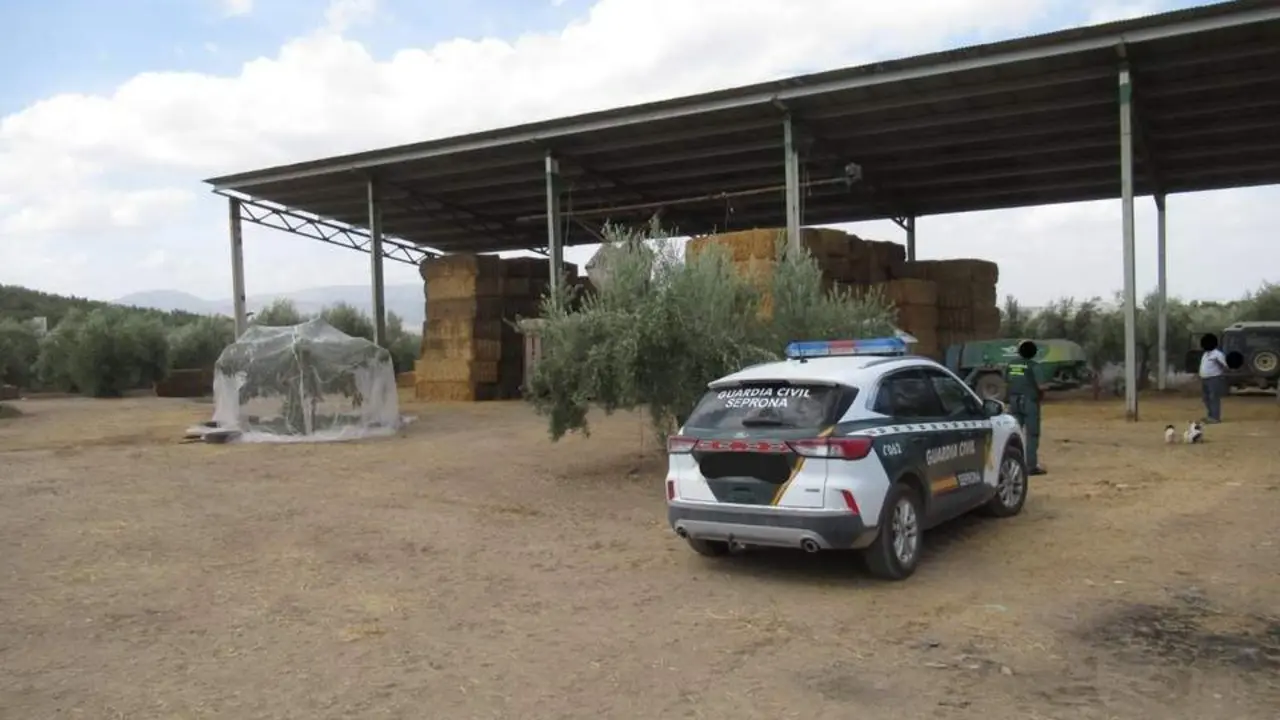 La Guardia Civil, en la explotaci&oacute;n de Alcaudete.  - Guardia Civil