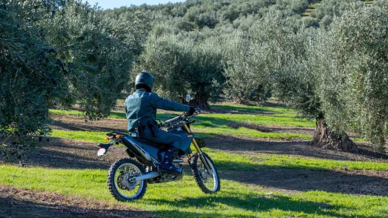 Guardia Civil en un olivar. - EFE/Jos&eacute; Manuel Pedrosa