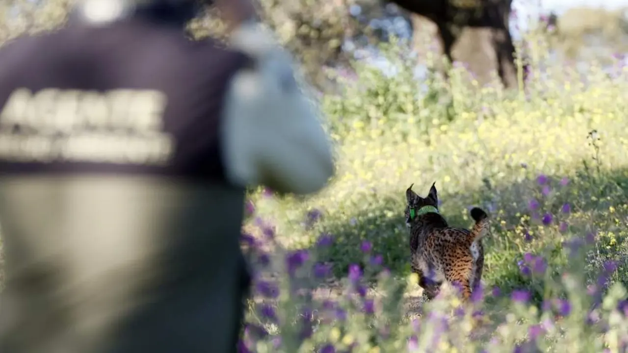 La liberaci&oacute;n de la pareja de linces. - efe