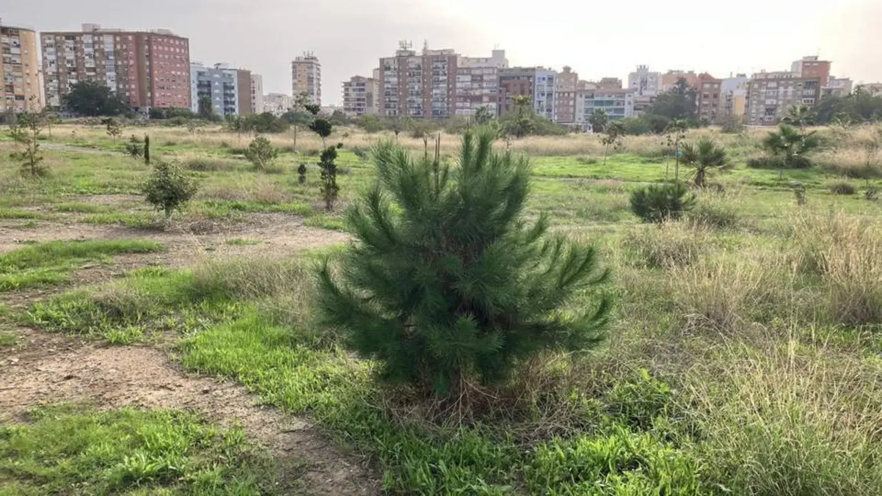 &Aacute;rboles plantados por las y los voluntarios. - BUM