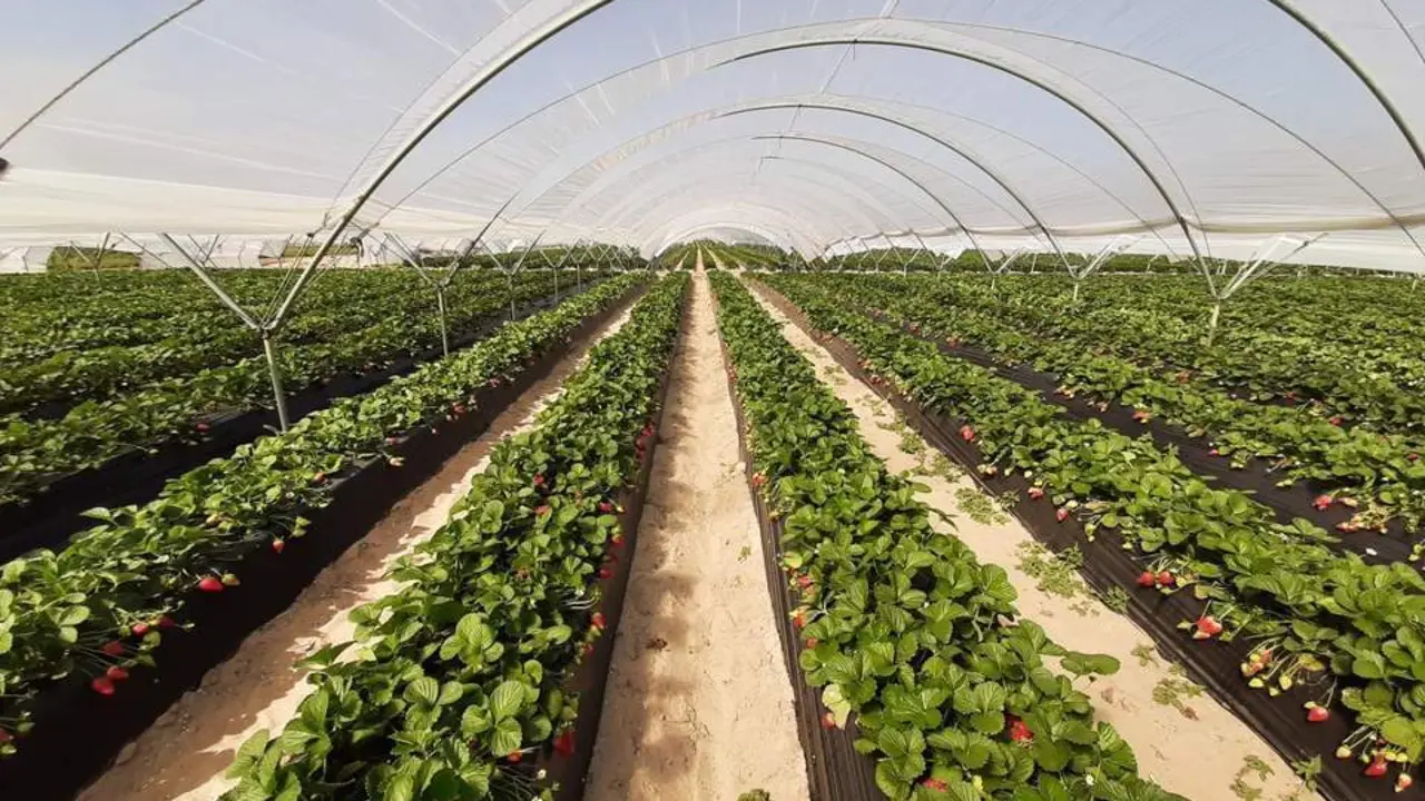Campo de fresas  - CHG