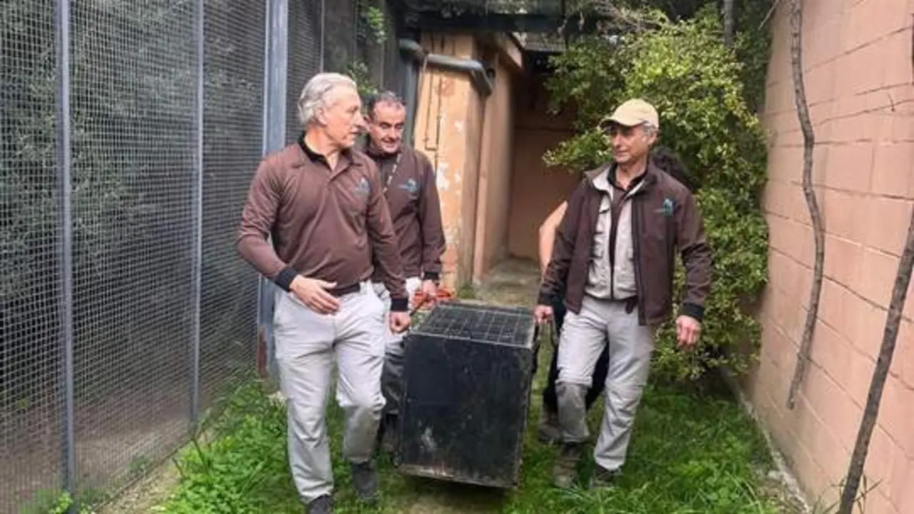 Imagen del traslado del lince Villamart&iacute;n a Portugal - Zoo de Jerez