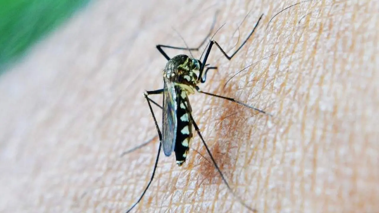 Mosquito transmisor. - EP