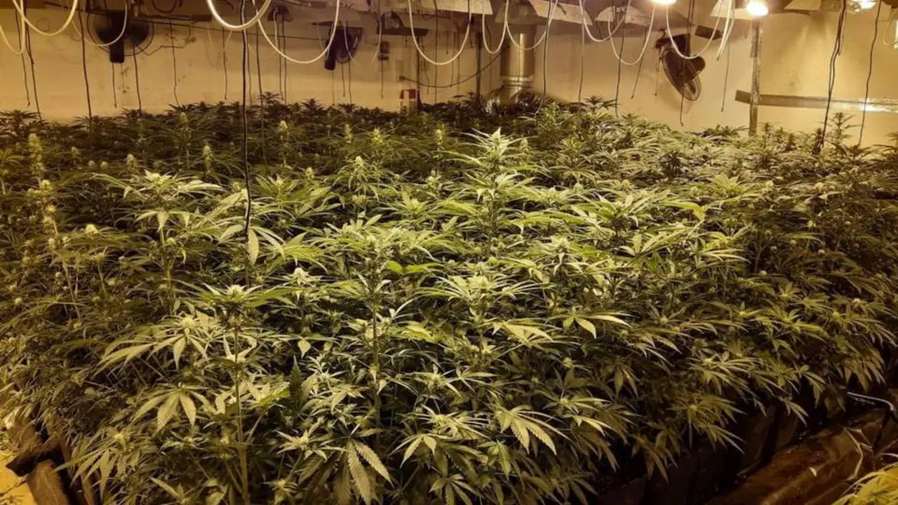 Plantaci&oacute;n indoor de marihuana. - VH