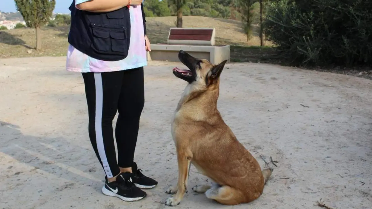 Un peludo con un una voluntaria. - Protectora