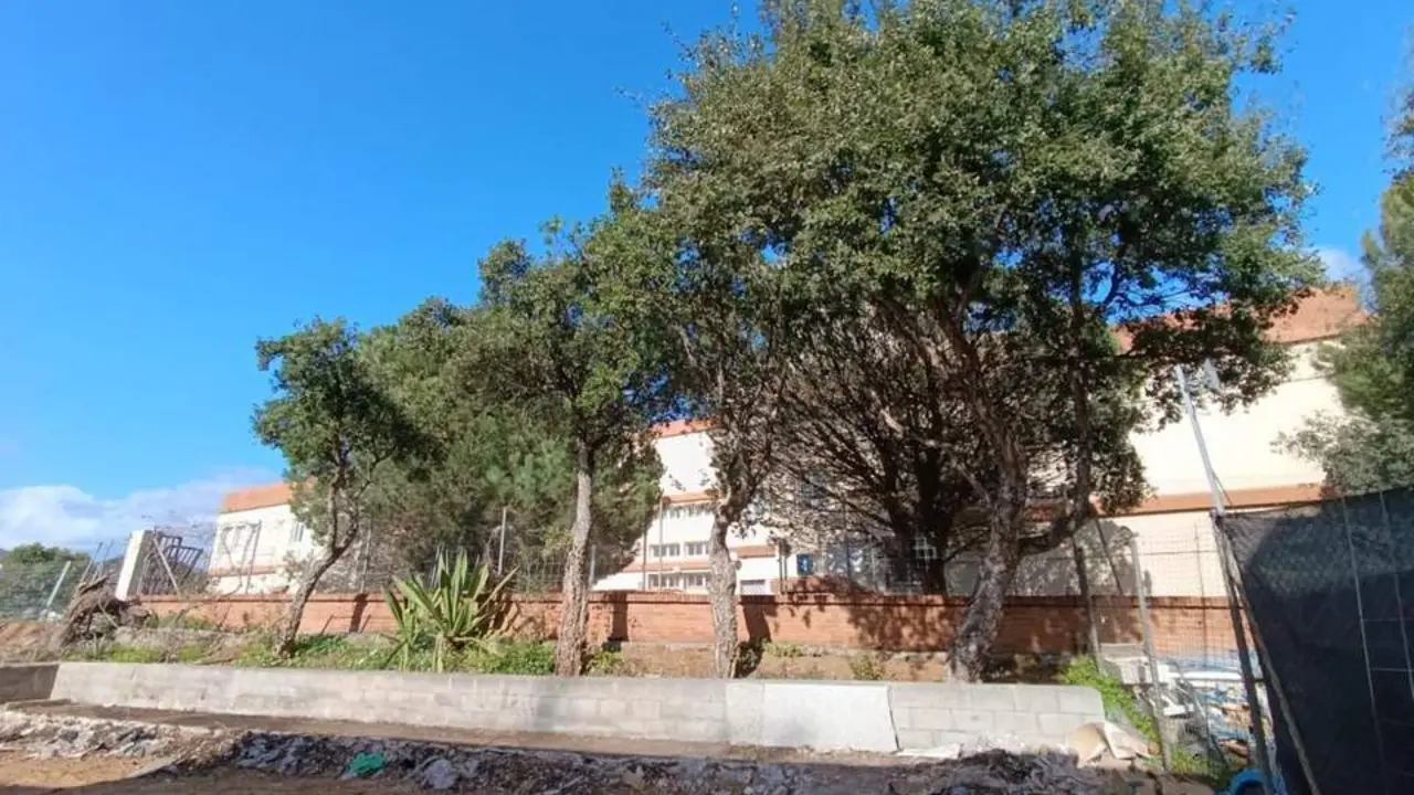 Alcornoques en la zona del hospital. - AI