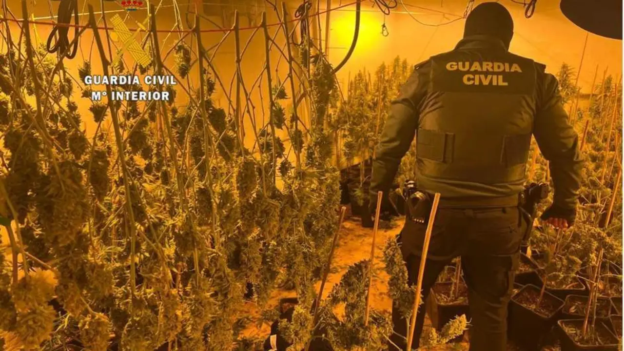 La plantaci&oacute;n de interior. - Guardia Civil