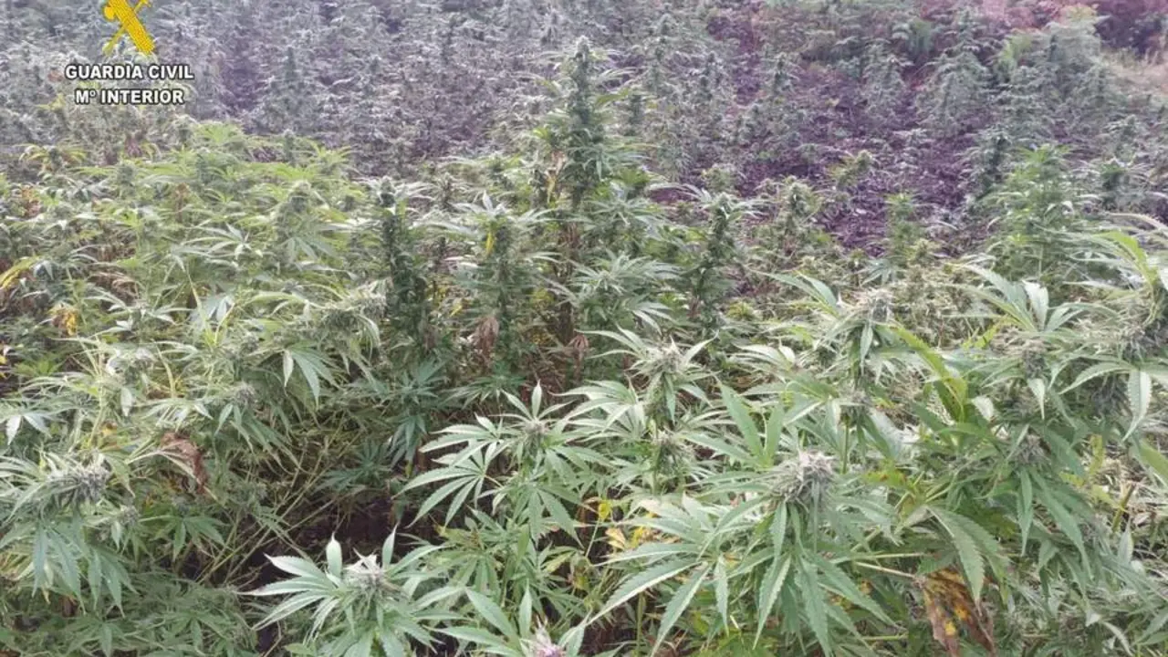 Marihuana plantada en Llanera - Guardia Civil