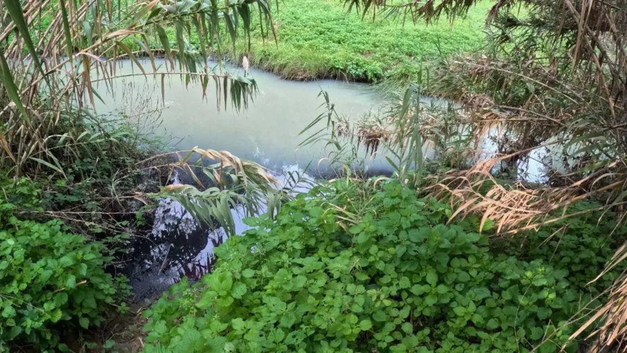 Arroyo de Madrevieja. - AI