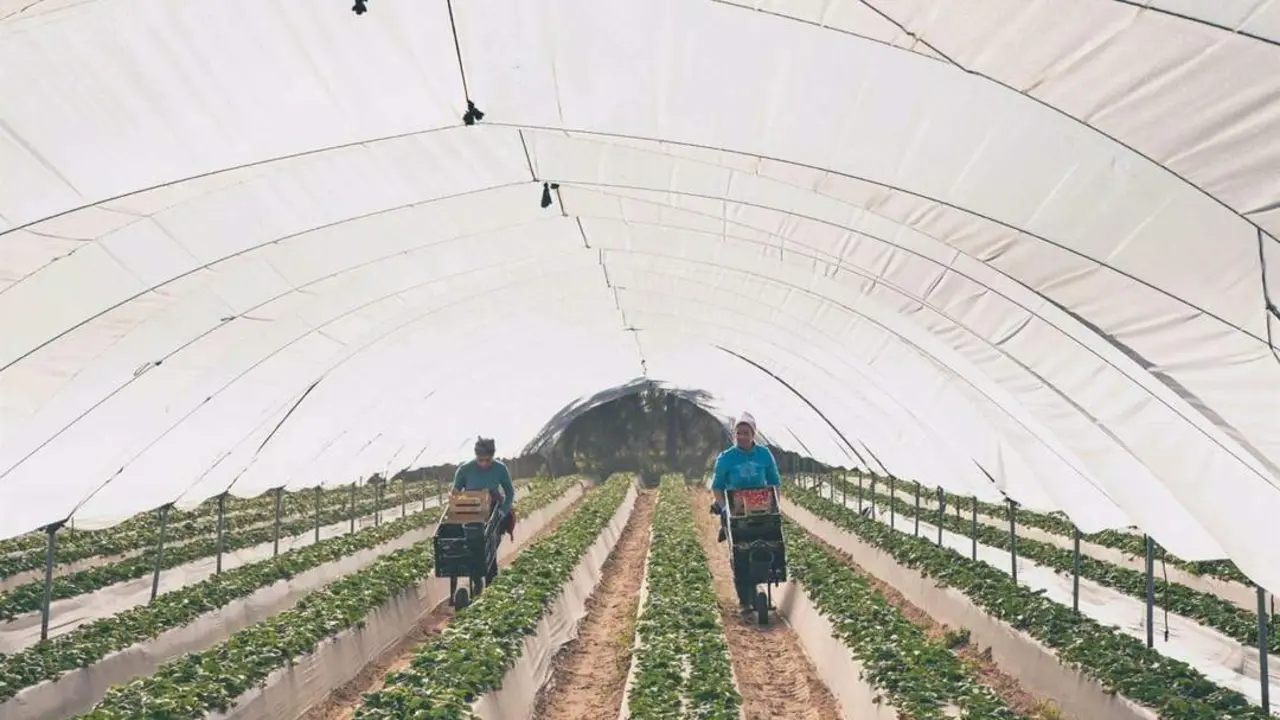 Imagen de archivo de dos trabajadoras recogiendo fresas en un campo - Extend&aacute;moslas - Huelva