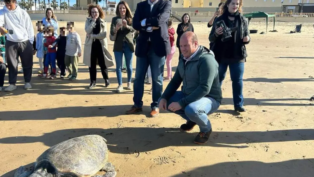 Una de las tortugas bobas soltadas en Chipiona. - AI