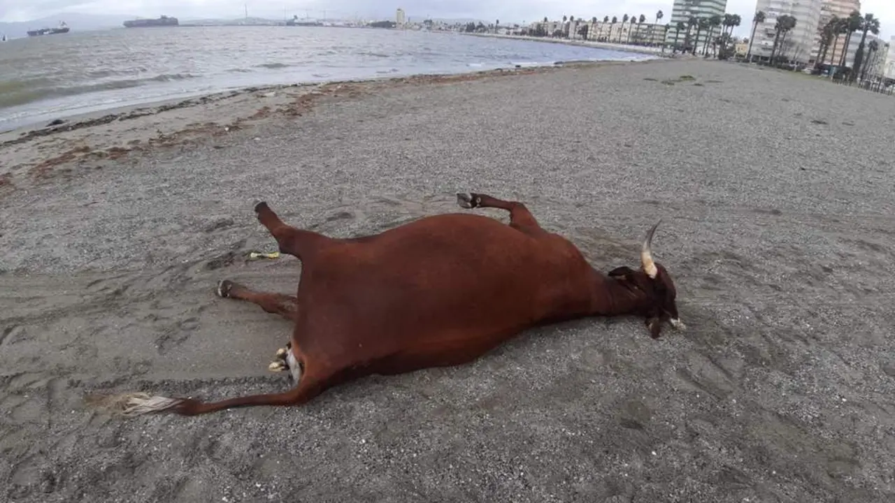 Imagen del cad&aacute;ver de la vaca en la playa de Poniente de La L&iacute;nea - A.I.