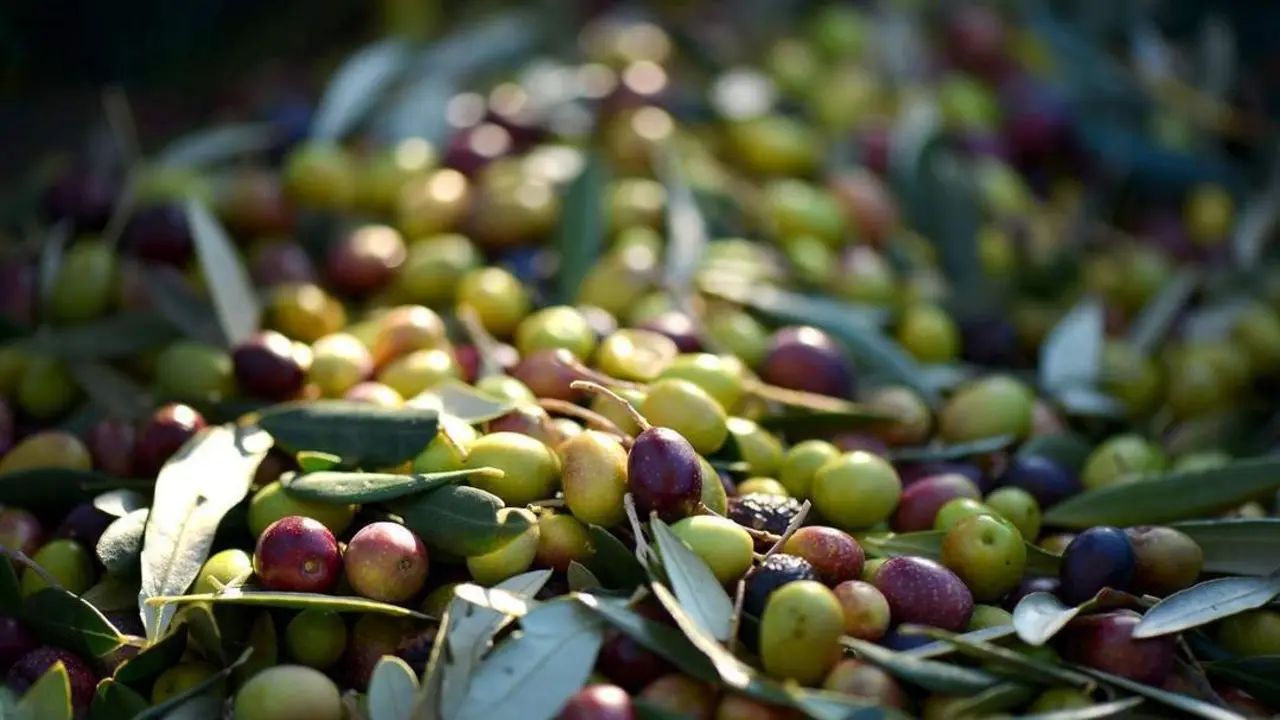 Aceitunas. - Artvision-So en Pixabay