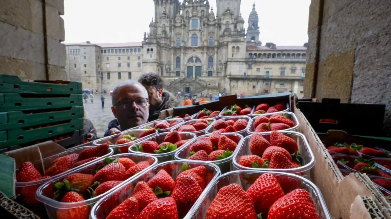 Reparto de fresas de Huelva en Santiago. - EFE