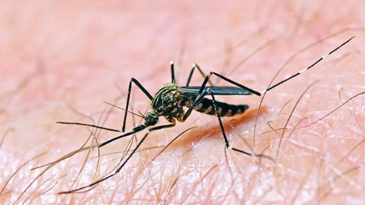 El mosquito del Nilo.