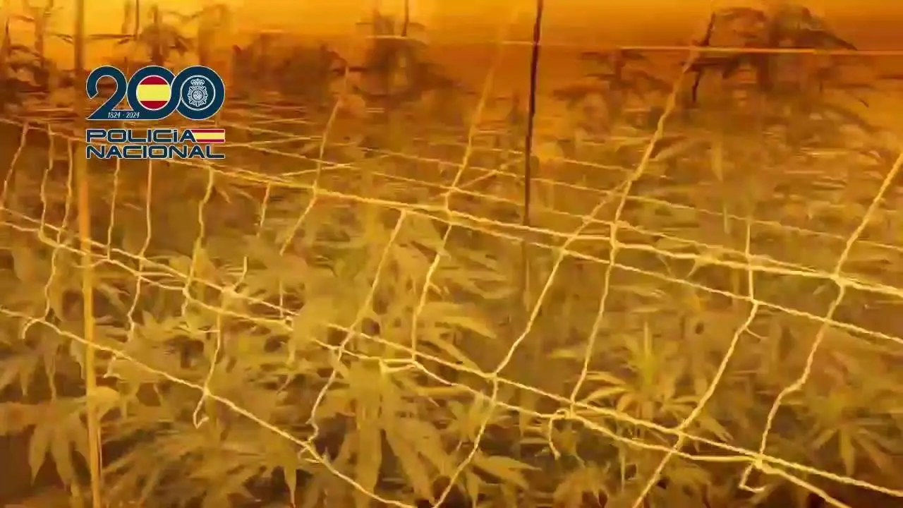 Decomisan 1.200 plantas de marihuana y un fusil Kalashnikov en una redada en las Tres Mil