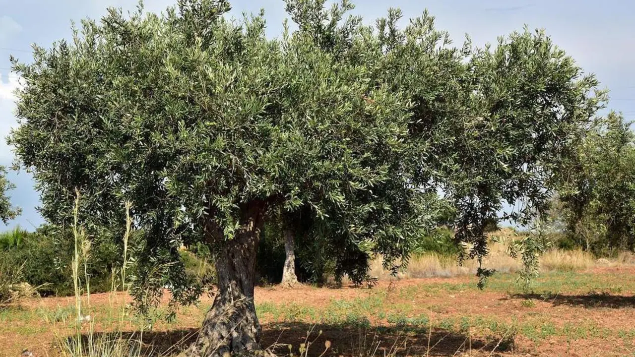 Olivar. - CHG