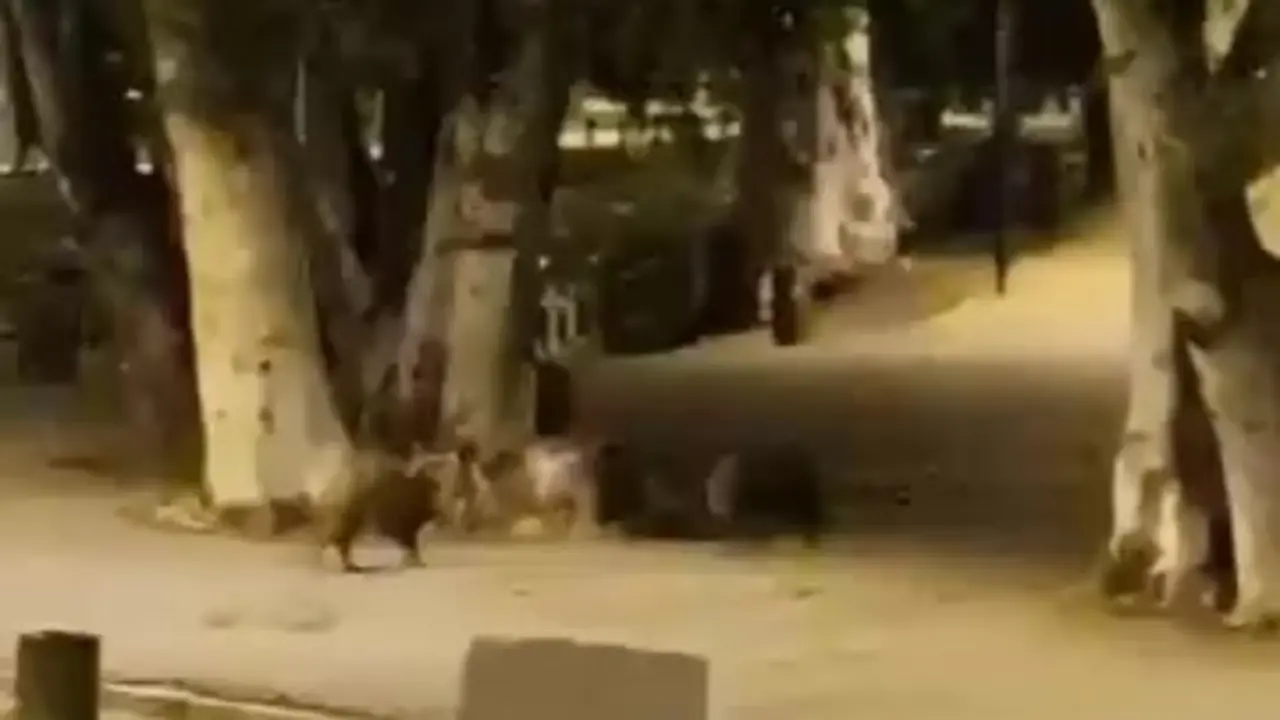 PSOE pregunta en el Parlamento por la presencia de jabal&iacute;es en el parque de Miraflores
