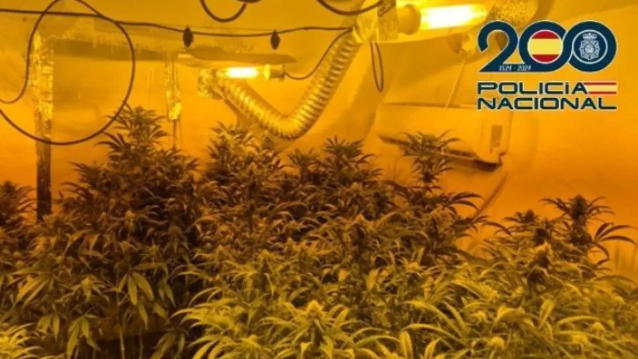 Cultivo de marihuana desmantelado en una operaci&oacute;n policial en M&aacute;laga. - POLIC&Iacute;A NACIONAL