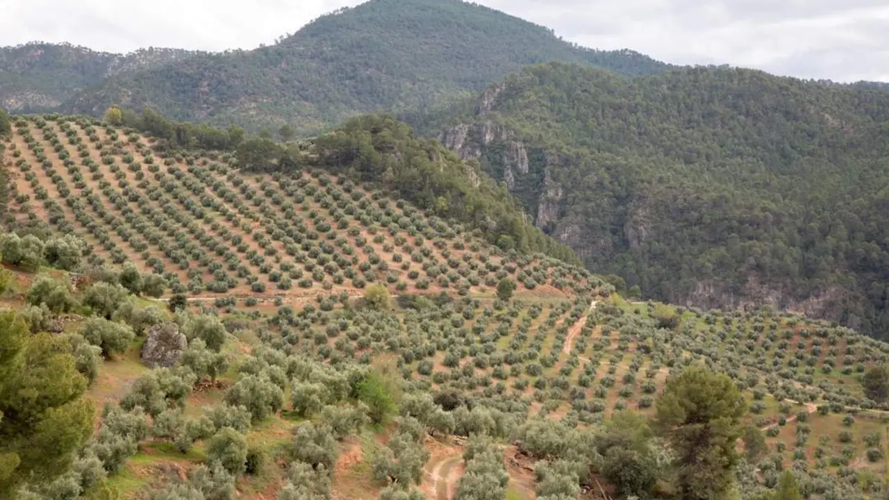 Olivares - DO SIERRA DE SEGURA