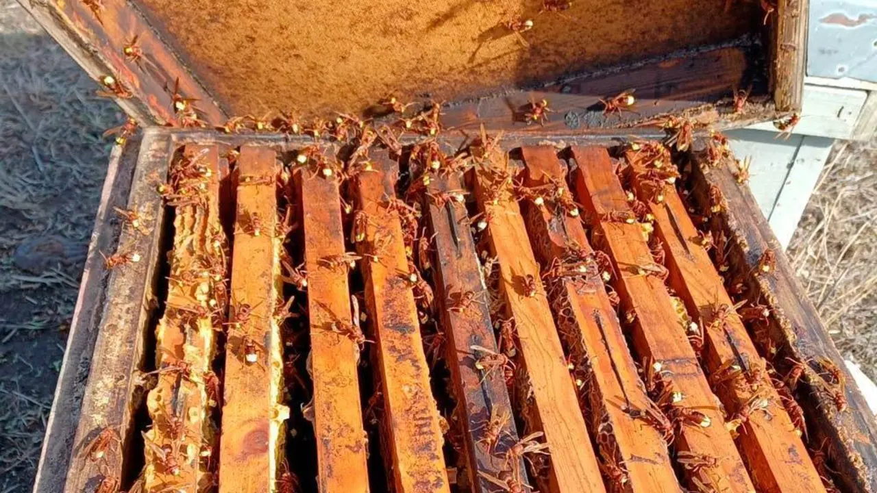 El avisp&oacute;n Vespa orientalis&rsquo; en las colmenas - COAG