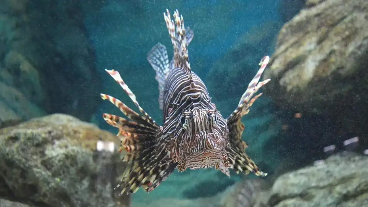 Ejemplar de pez le&oacute;n (Pterois miles). - Centro Oceanogr&aacute;fico de M&aacute;laga (IEO, CSIC)