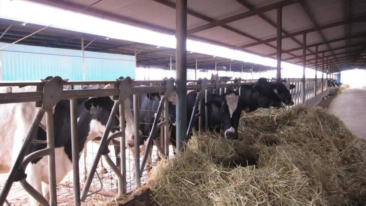 Una explotaci&oacute;n de vacuno de leche en Los Pedroches. - AI