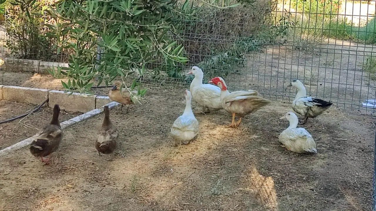 Patos del Parque de la Concordia. - Ayuntamiento de Ja&eacute;n.