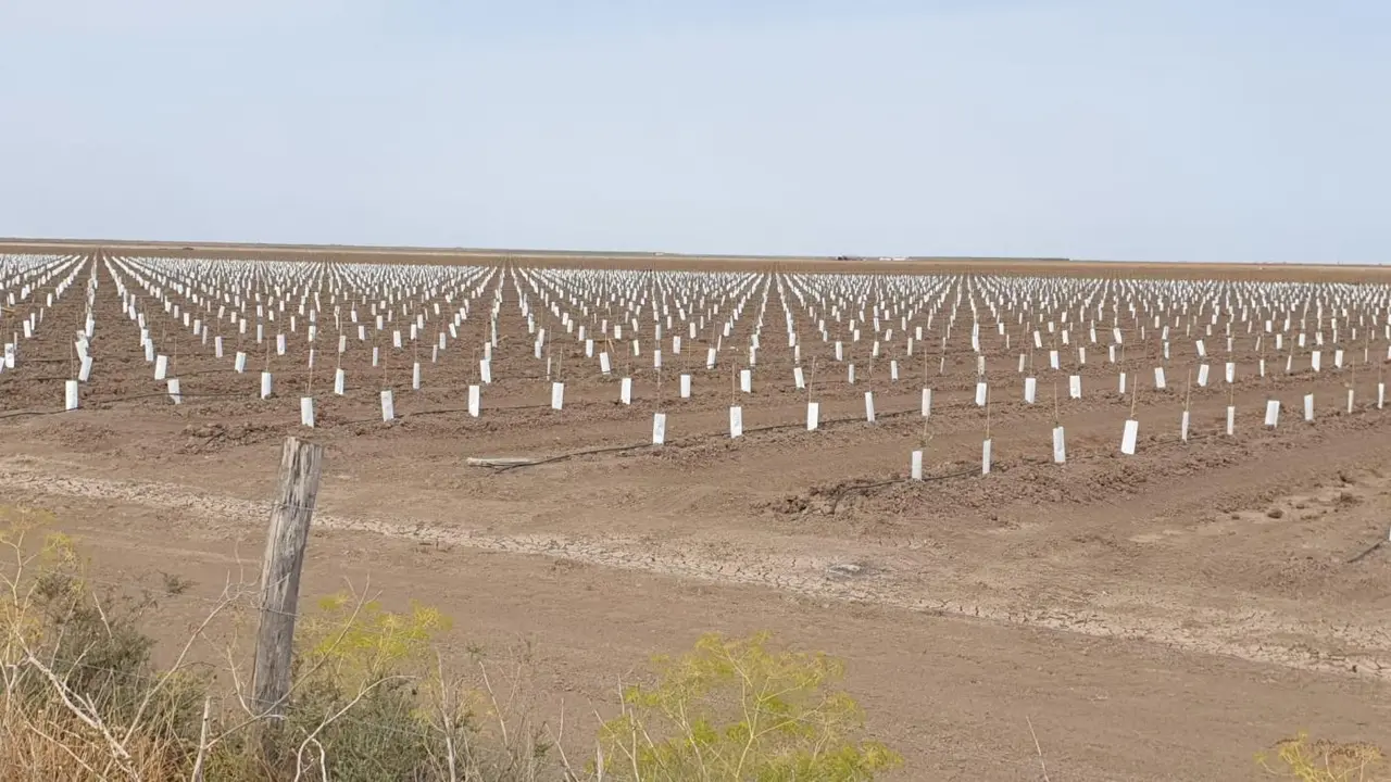 Olivos plantados en la finca de Hato Viejo. - EEA