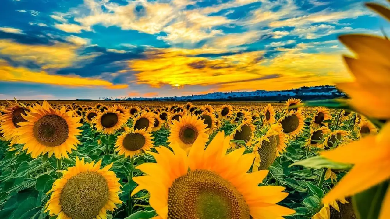 Campo de Girasoles en Conil - Antonio Jos&eacute; Verano Quintero