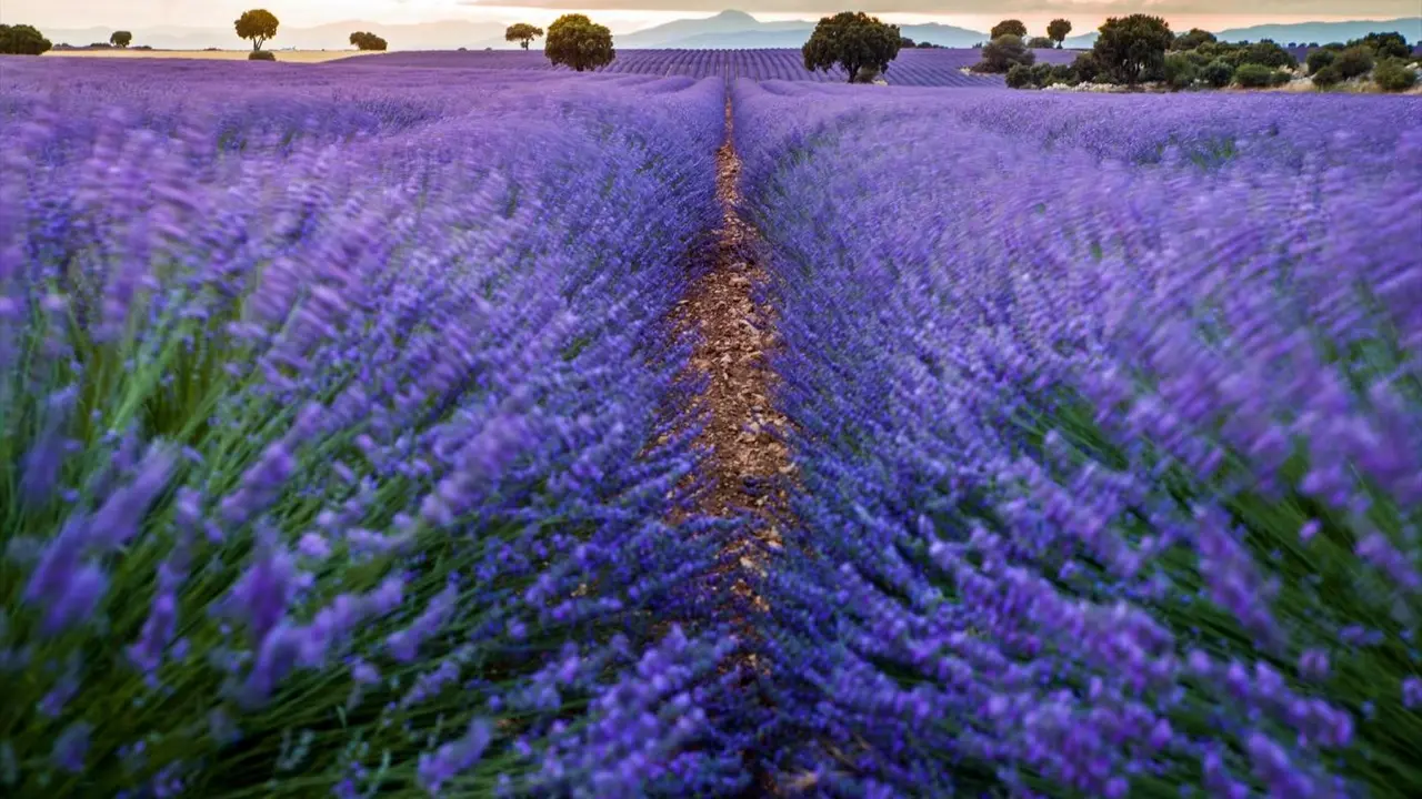 Imagen de unos campos de lavanda. - AI